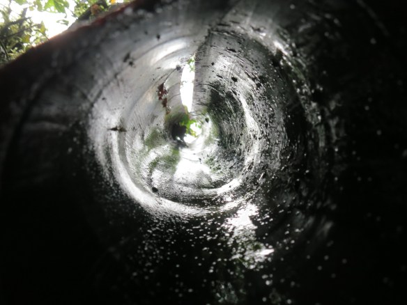 Looking through a hollow tree branch