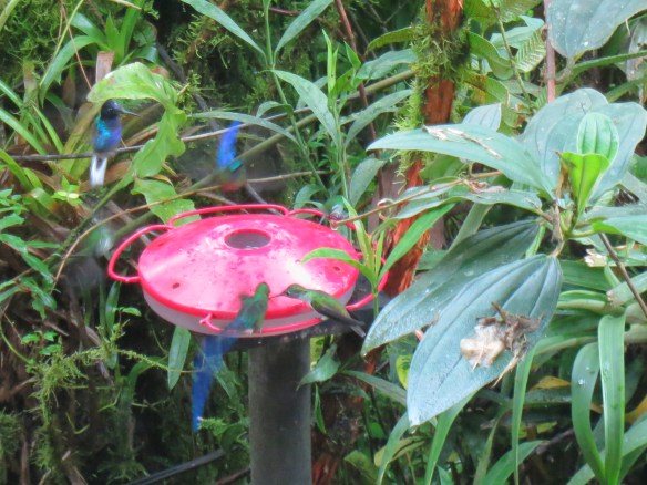 There were so many, flitting here, alighting there