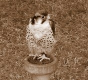 Various tents had falcons, geese, and owls