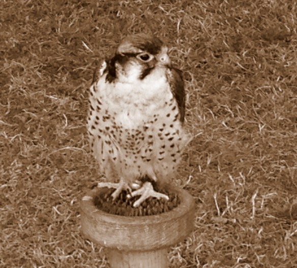 Various tents had falcons, geese, and owls