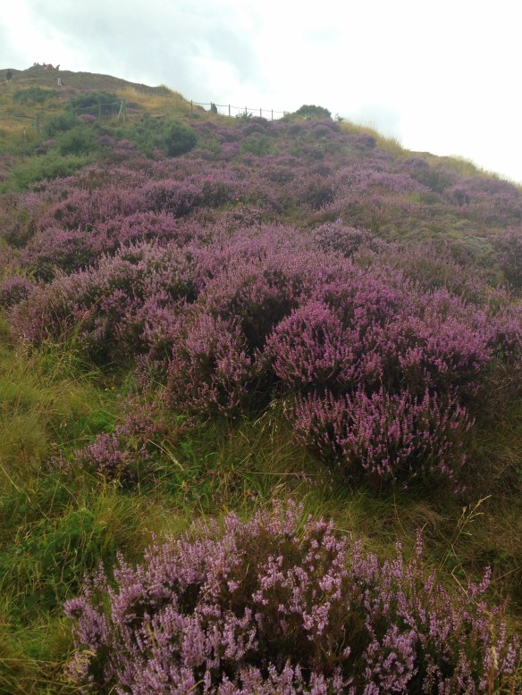 Wild heather on the hillside