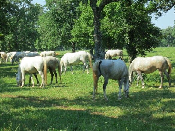 The famous white horses of Lipica