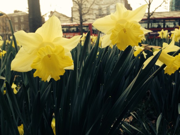 Daffodils near my flat in London