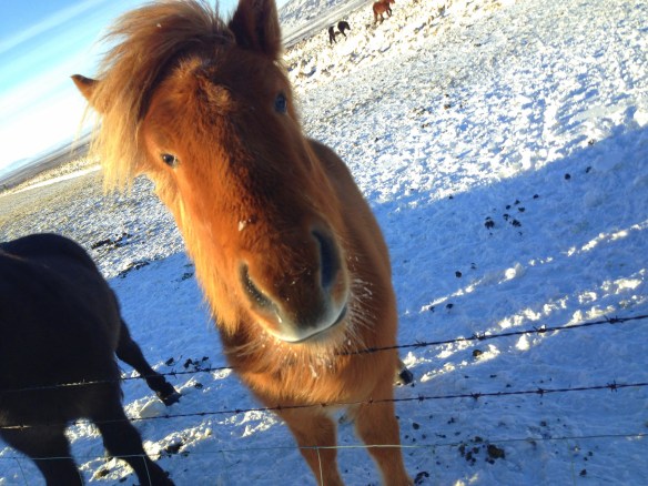 horse iceland witww