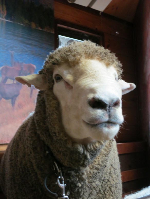 Agrodome, Rotorua, New Zealand; December 16, 2012