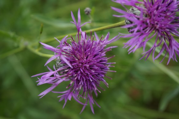 cotswolds england thistle