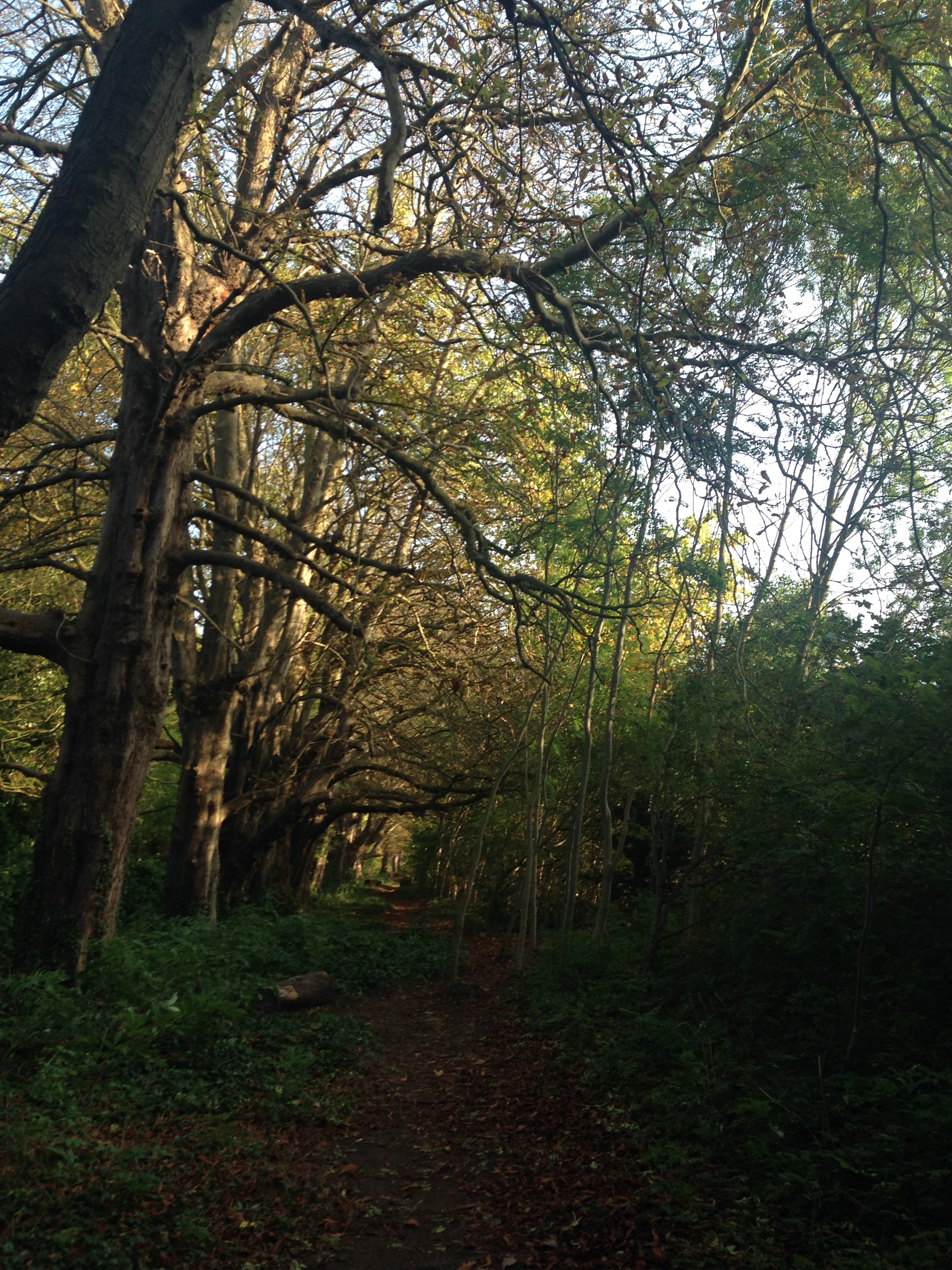 morden hall park london england