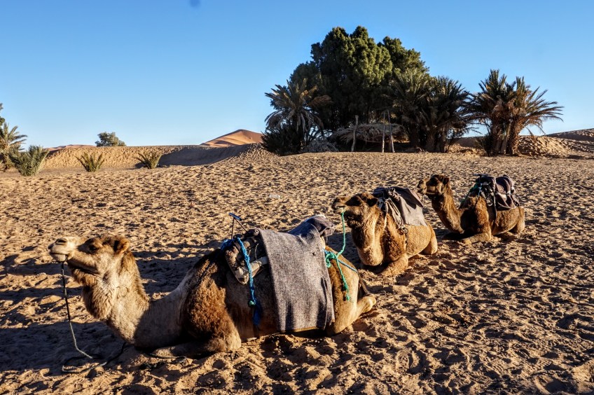 erg chebbi sahara desert morocco