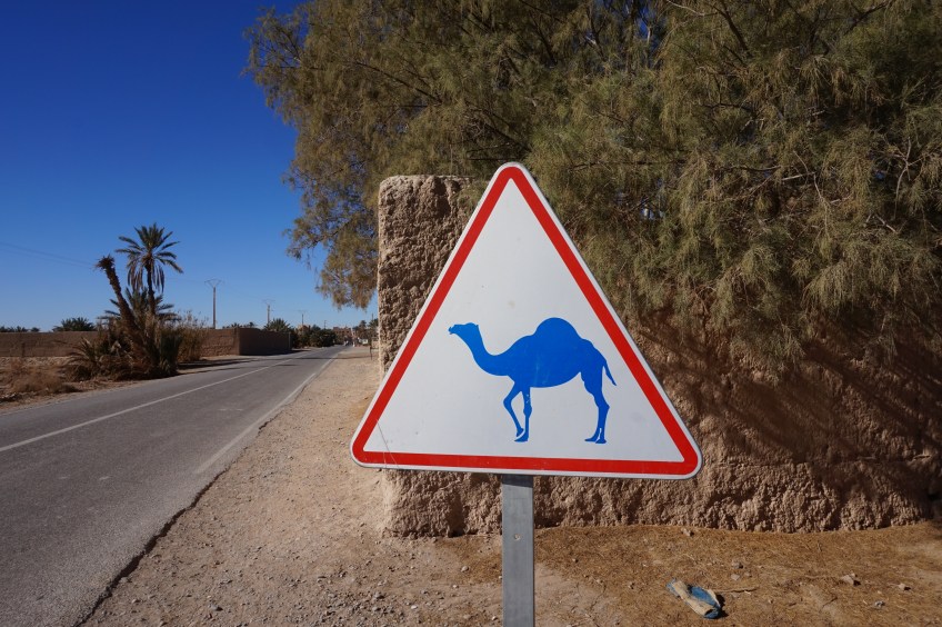 camel trekking sahara morocco
