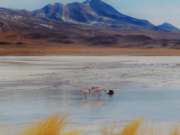 laguna colorada bolivia flamingo